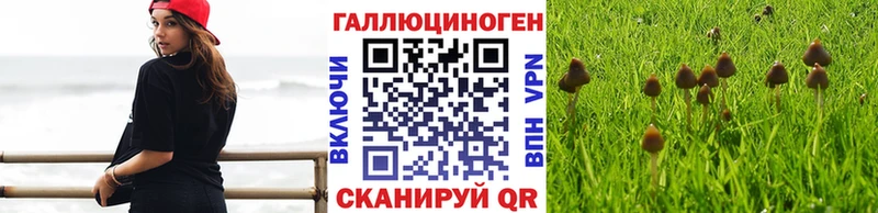 Псилоцибиновые грибы Psilocybe Родники